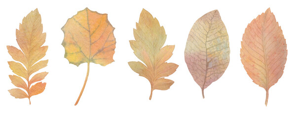 Fototapeta premium Set of autumn watercolor leaves isolated on white background
