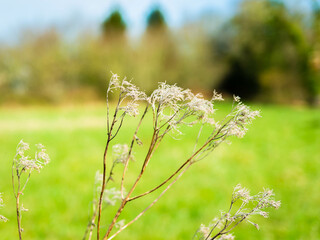 Givre sur fleurs séchées