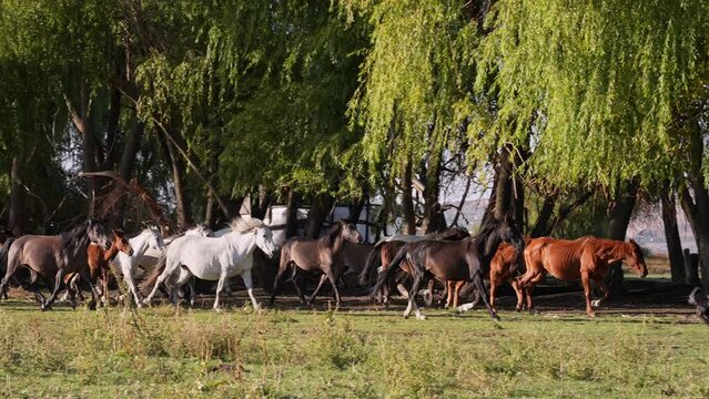 herd of horses running in the forest. black horse, white horse, brown horse.