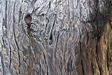 givre sur l'écorce d'un vieux tronc