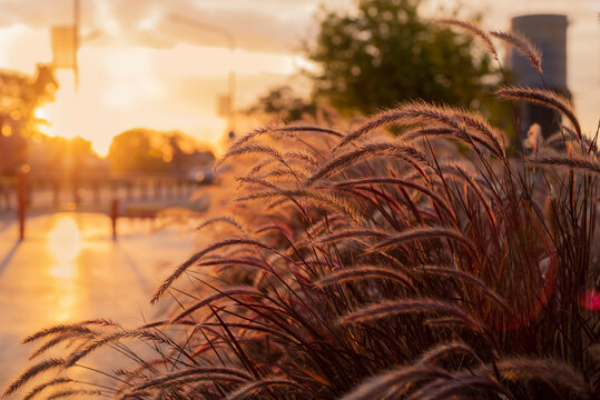 Plumerillos al atardecer