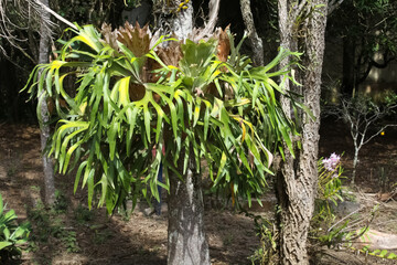  Staghorn fern epiphytic plant, in tree.