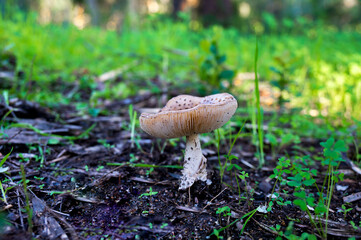 Wild mushrooms in their natural habitat