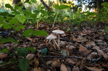 Wild mushrooms in their natural habitat