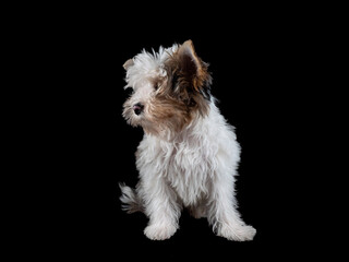 Funny shaggy biewer yorkie puppy sits and looks away on a black background. Cute baby dog posing for the camera. Concept postcards and backgrounds with puppies.