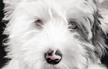 Close-up. Blue eyes of a Biewer Yorkie puppy on a background of white fluffy wool. The dog stomters directly into the camera. Beautiful close-up dog with amazing blue eyes.
