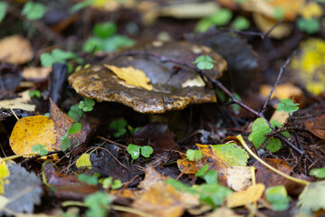 A mushroom with a shiny cap stands in the forest and in the grass with birch leaves on the cap.