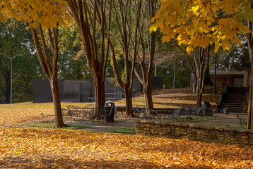 The season of autumn has arrived in the United States. The various leaf colors represent the changing circle from summer to fall. Steps for changing begin with green, yellow, and red color of leaves.