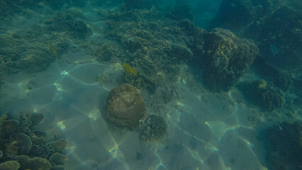 Panoramic scene under water and blue background