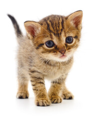 Kitten on white background.