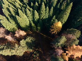 Aerial view of Old Sequoia forest near village of Bogoslov, Bulgaria