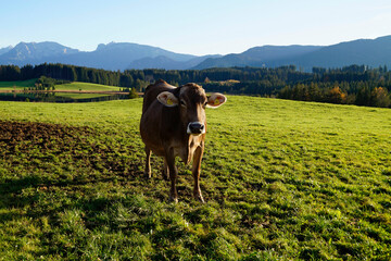 cow grazing on the lush green alpine meadows with scenic alpine lake Attlesee and the Bavarian Alps in the background in Nesselwang, Allgaeu or Allgau, Bavaria, Germany