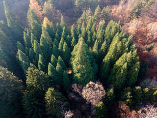 Fototapeta na wymiar Aerial view of Old Sequoia forest near village of Bogoslov, Bulgaria