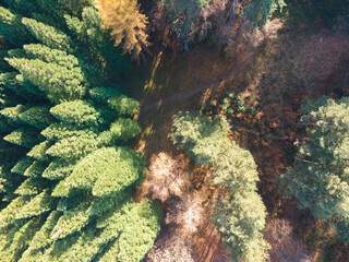 Aerial view of Old Sequoia forest near village of Bogoslov, Bulgaria