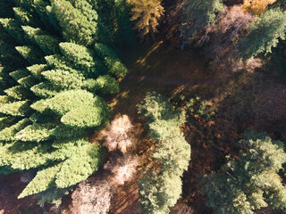 Aerial view of Old Sequoia forest near village of Bogoslov, Bulgaria