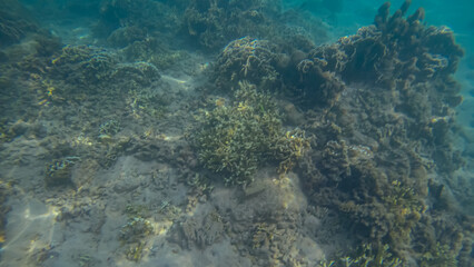 Panoramic scene under water and coral and blue background