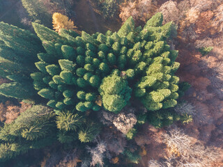 Aerial view of Old Sequoia forest near village of Bogoslov, Bulgaria