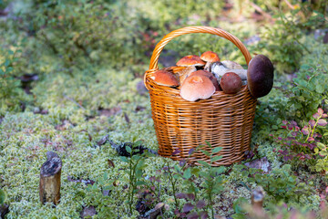 Forest mushroom boletus, cep, porcini, chanterelle collected in a wooden wicker basket. Late summer...