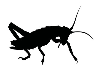 silhouette of grasshopper, cricket, locust - vector icon