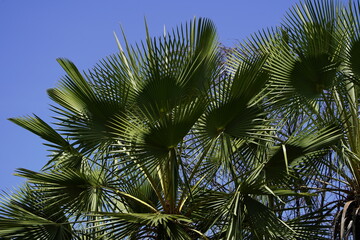 Copernicia prunifera or the carnaúba palm or carnaubeira palm is a species of palm tree native to northeastern Brazil (mainly the states of Ceará, Piauí, Maranhão, Rio Grande do Norte and Bahia).