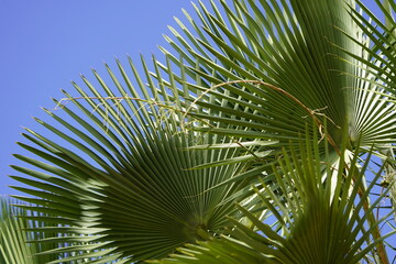 Copernicia prunifera or the carnaúba palm or carnaubeira palm is a species of palm tree native to northeastern Brazil (mainly the states of Ceará, Piauí, Maranhão, Rio Grande do Norte and Bahia).
