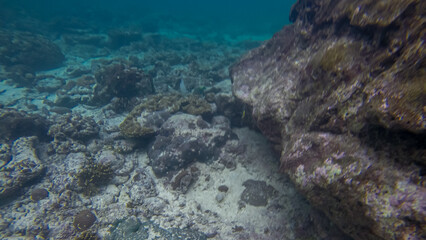 Panoramic scene under water and blue background