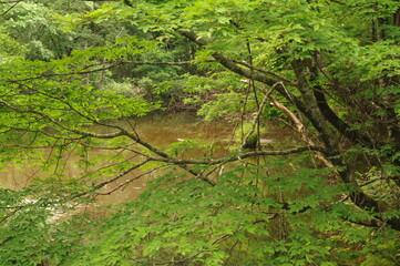 Fototapeta premium reflection river water nature forest landscape tree stream tree green lake summertime go fly park tree trees plant