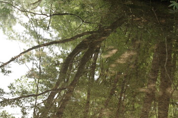 reflection river water nature forest landscape tree stream tree green lake summertime go fly park tree trees plant