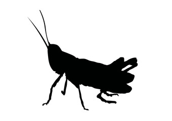  silhouette of grasshopper, cricket, locust - vector icon