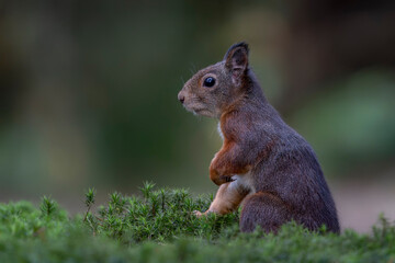 Curious Eurasian red squirrel (Sciurus vulgaris) in the forest of Noord Brabant in the Netherlands.                     