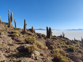 Salt plains and cactus on Isla Incahuasi (Pescadores), Salar de Uyuni, Bolivia.