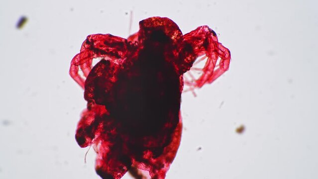 Isolated macro footage of cyclops on white background made under microscope 100x. Closeup view of plankton body with legs living in fresh water. Concept of detailed investigation of aqua arthropod