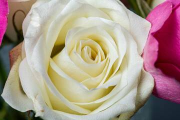 Closeup photo of white and magenta roses.