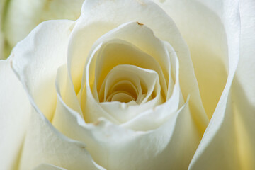 Closeup photo of white roses.