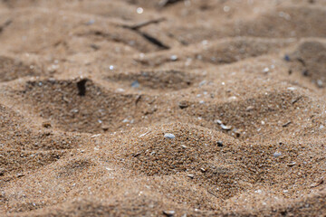 White shell buried in sant at a beach.