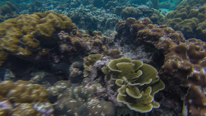 Panoramic scene under water, coral and blue background
