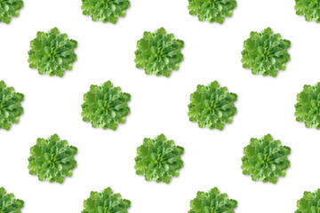 seamless pattern. SEDUM FLORIFERUM 'WEIHENSTEPHANER GOLD' on a white background, top view.