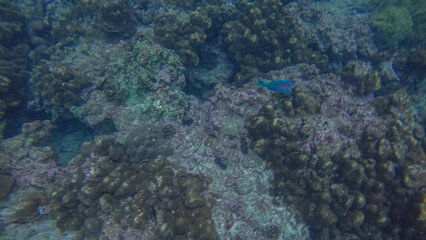 Panoramic scene under wate, coral and blue background