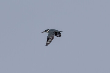 kingfisher in flight