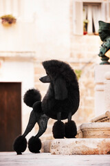 Barbone nero