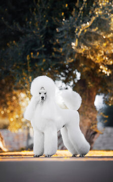 Standard Poodle in nature