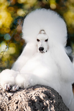 Standard poodle white