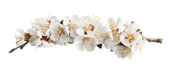 Beautiful natural blooming tree spring flowers.