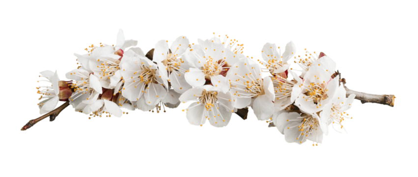 Beautiful natural blooming tree spring flowers.