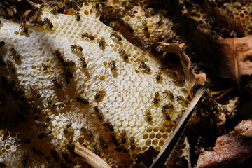 Wild honey bees (Apis) at work, in a comb that has fallen from a tree. Locality: National Park of Ceará, Brazil.