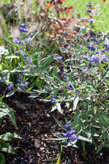 herbaceous plants Caryopteris Dark Knight called Bluebeards shrub with blue flowers in the garden
