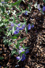 herbaceous plants Caryopteris Dark Knight called Bluebeards shrub with blue flowers in the garden