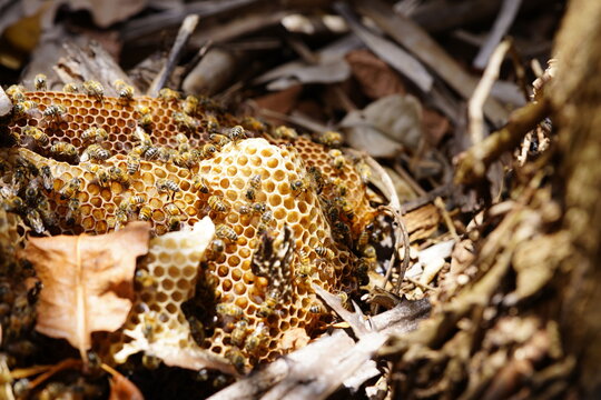 Wild honey bees (Apis) at work, in a comb that has fallen from a tree. Locality: National Park of Ceará, Brazil.