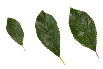 Obraz premium plum or cherry leaves isolated on white, top view, green fruit leaves flat lay, concept of growth from small to large