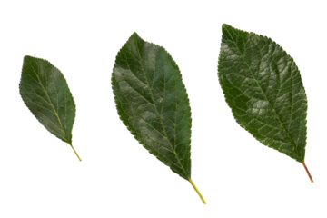 plum or cherry leaves isolated on white, top view, green fruit leaves flat lay, concept of growth from small to large